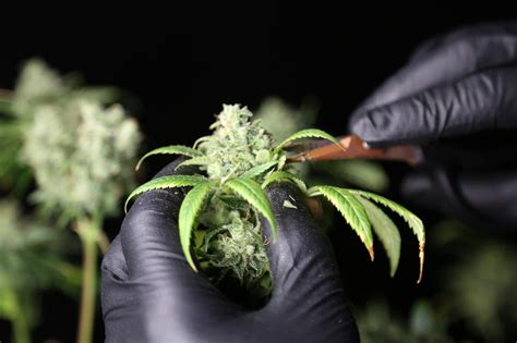 Sacramento, CA. . Cannabis grower jobs